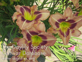 Daylily Unchained Desire